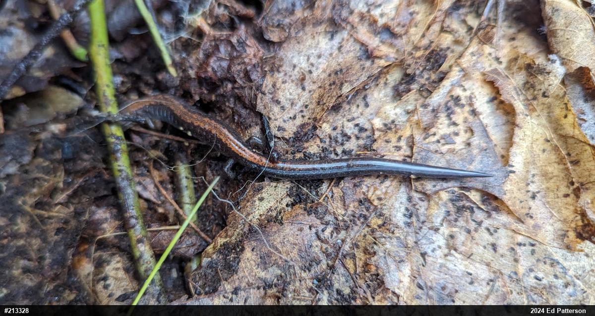 Eastern Red-backed  Salamander