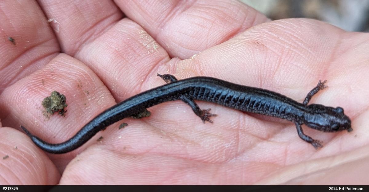 Valley And Ridge Salamander