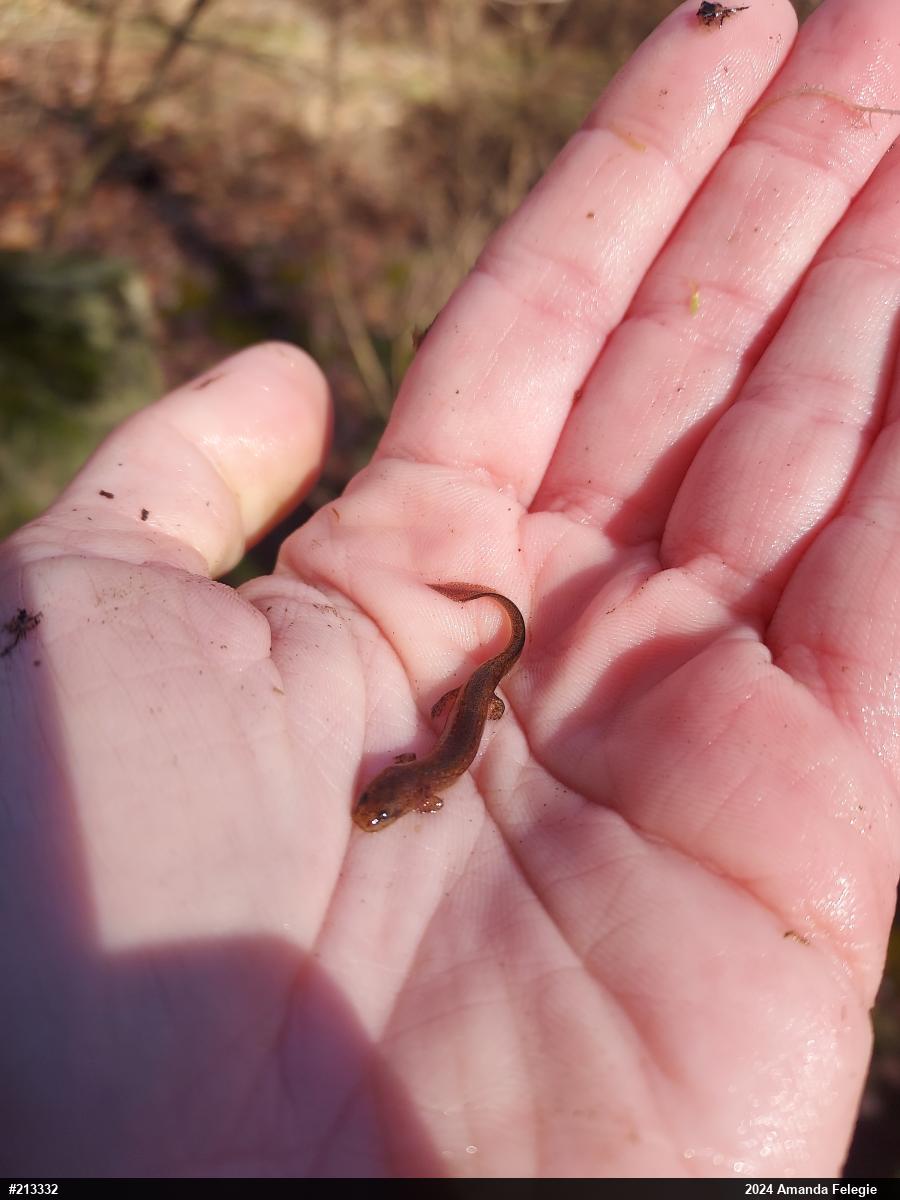 Northern Red Salamander
