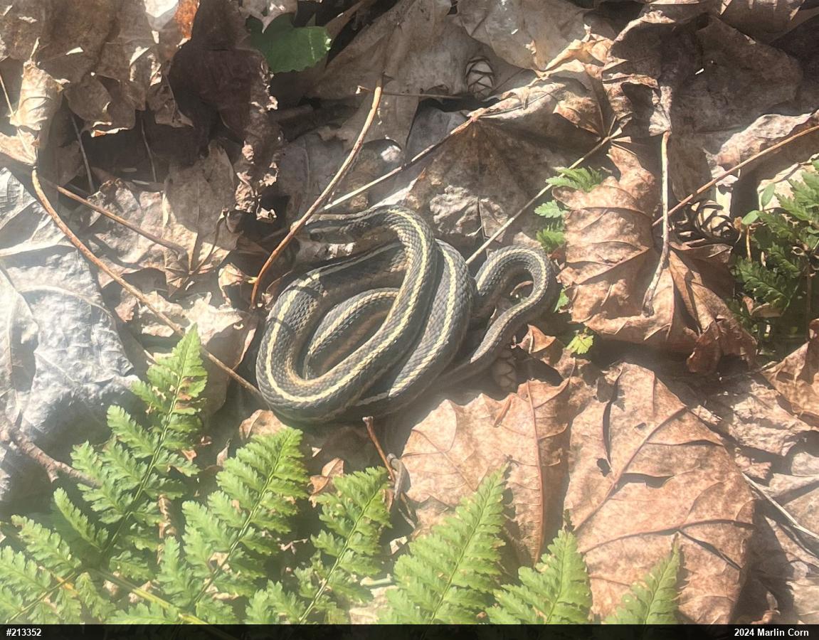 Eastern Gartersnake