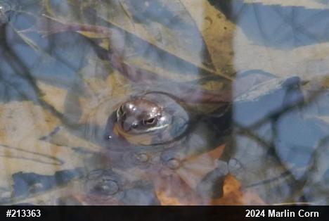 Wood Frog