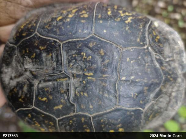 Eastern Box Turtle