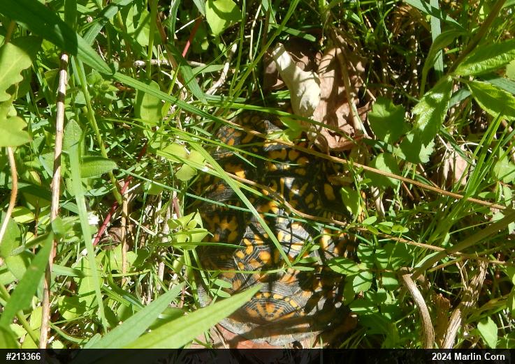 Eastern Box Turtle
