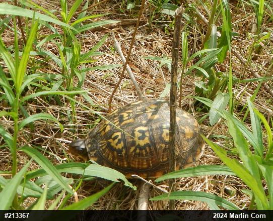 Eastern Box Turtle