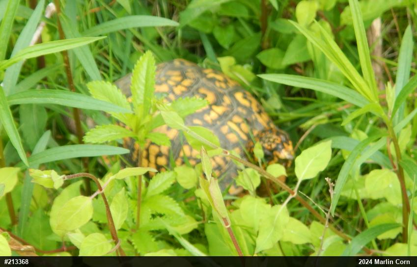 Eastern Box Turtle