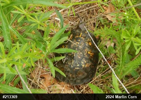 Eastern Box Turtle