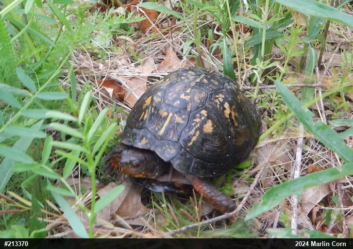 Eastern Box Turtle