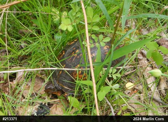 Eastern Box Turtle