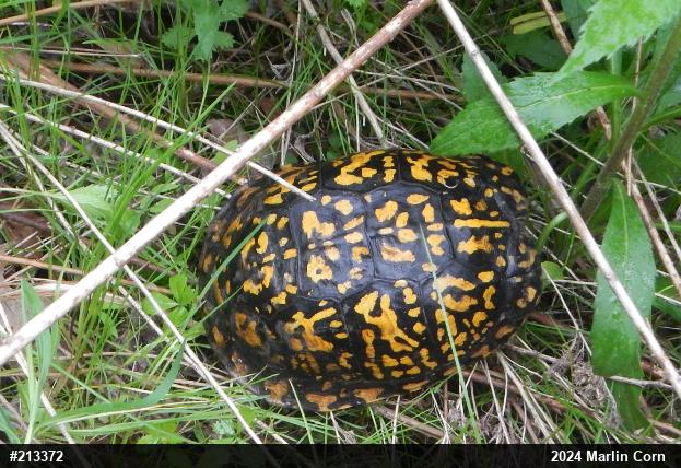 Eastern Box Turtle