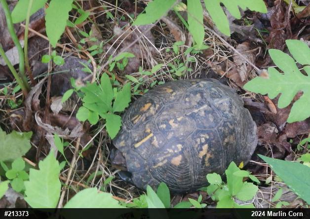 Eastern Box Turtle