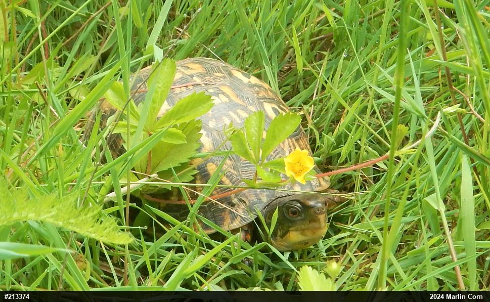 Eastern Box Turtle