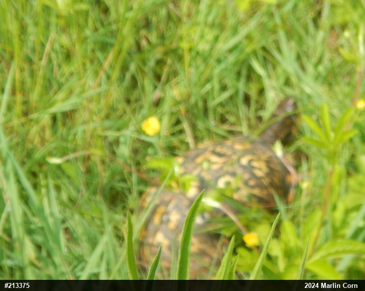 Eastern Box Turtle