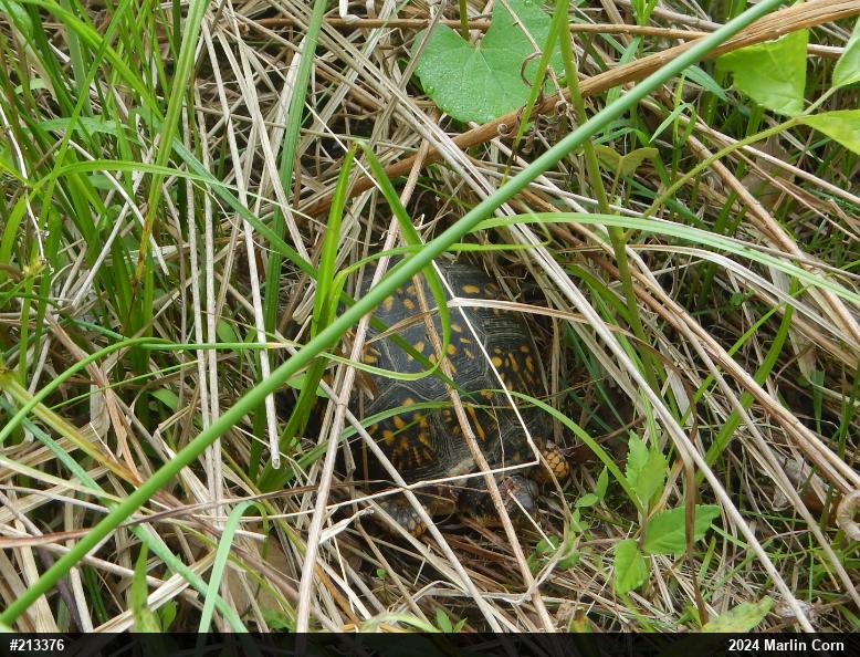 Eastern Box Turtle