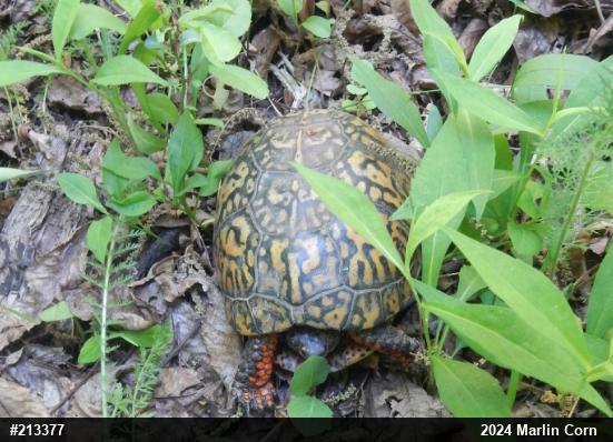 Eastern Box Turtle