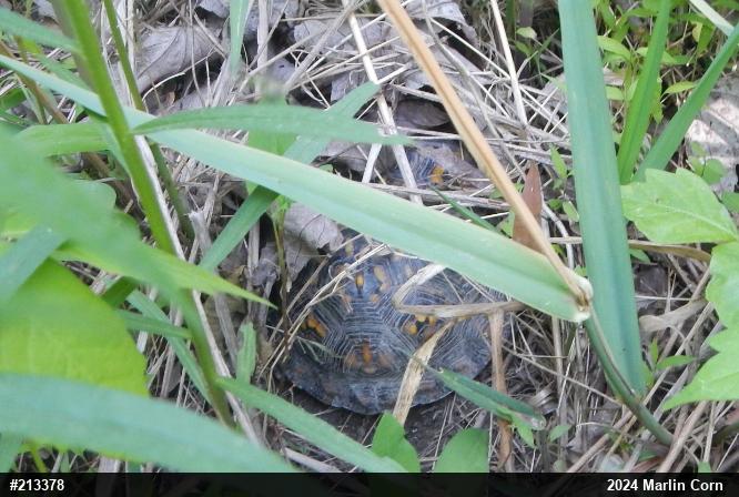 Eastern Box Turtle