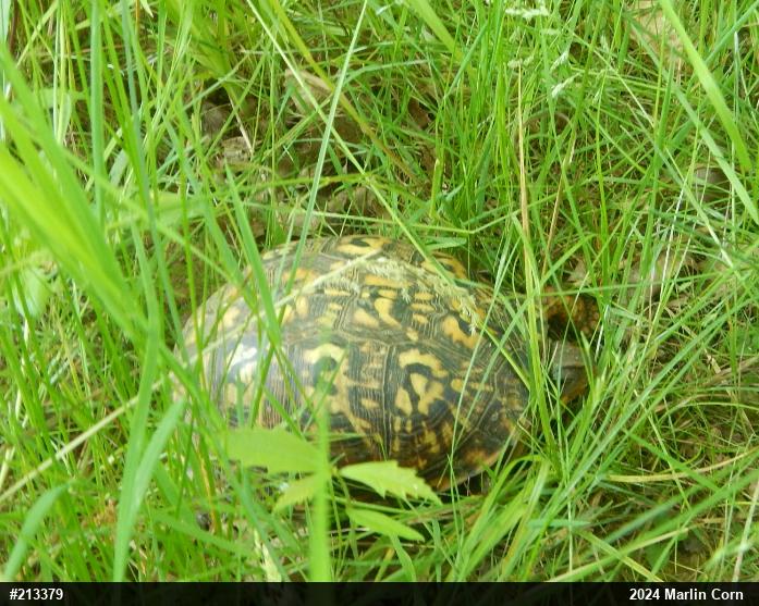 Eastern Box Turtle