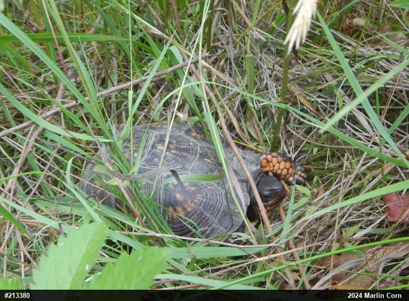 Eastern Box Turtle