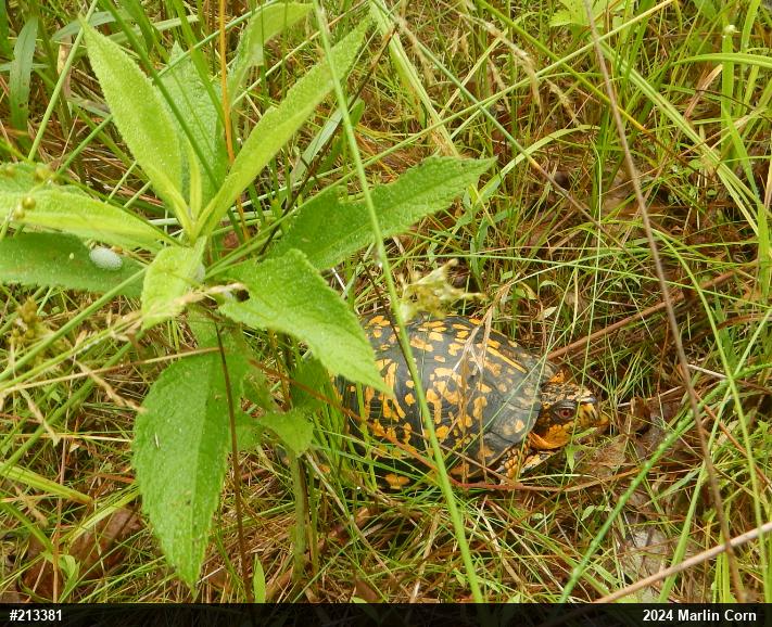 Eastern Box Turtle