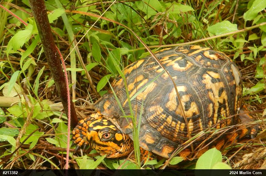 Eastern Box Turtle