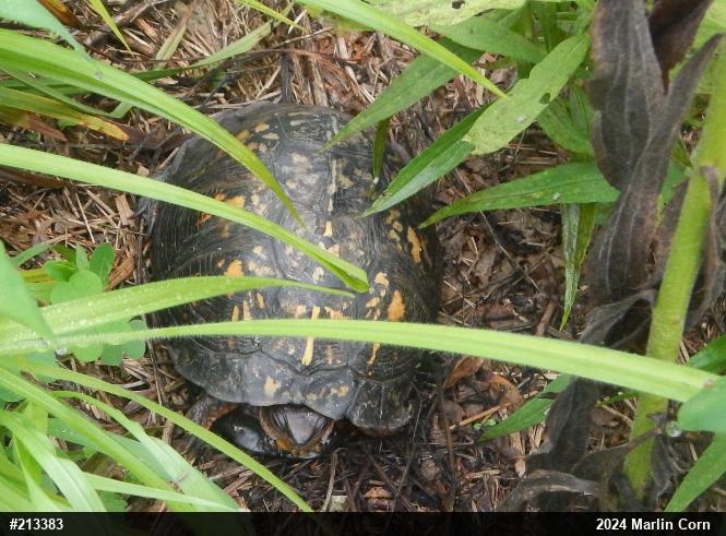 Eastern Box Turtle