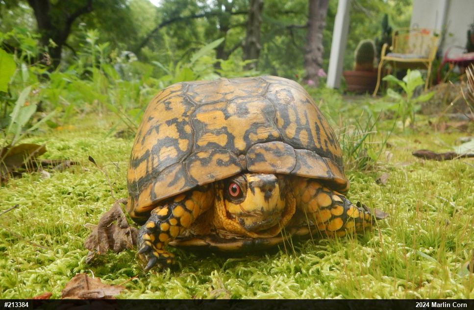 Eastern Box Turtle