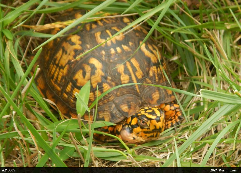 Eastern Box Turtle
