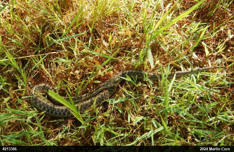 Eastern Gartersnake