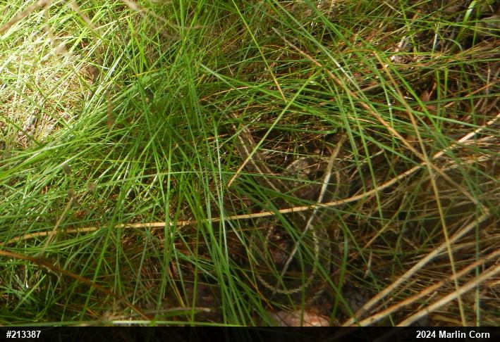 Eastern Gartersnake