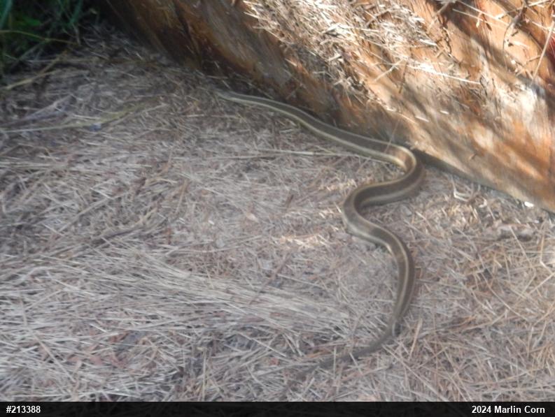 Eastern Gartersnake