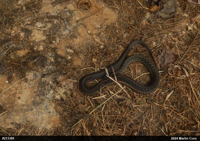 Eastern Gartersnake