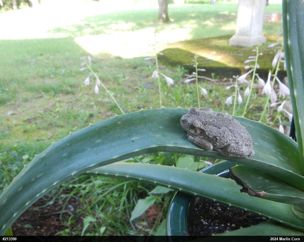 Unknown Gray Treefrog
