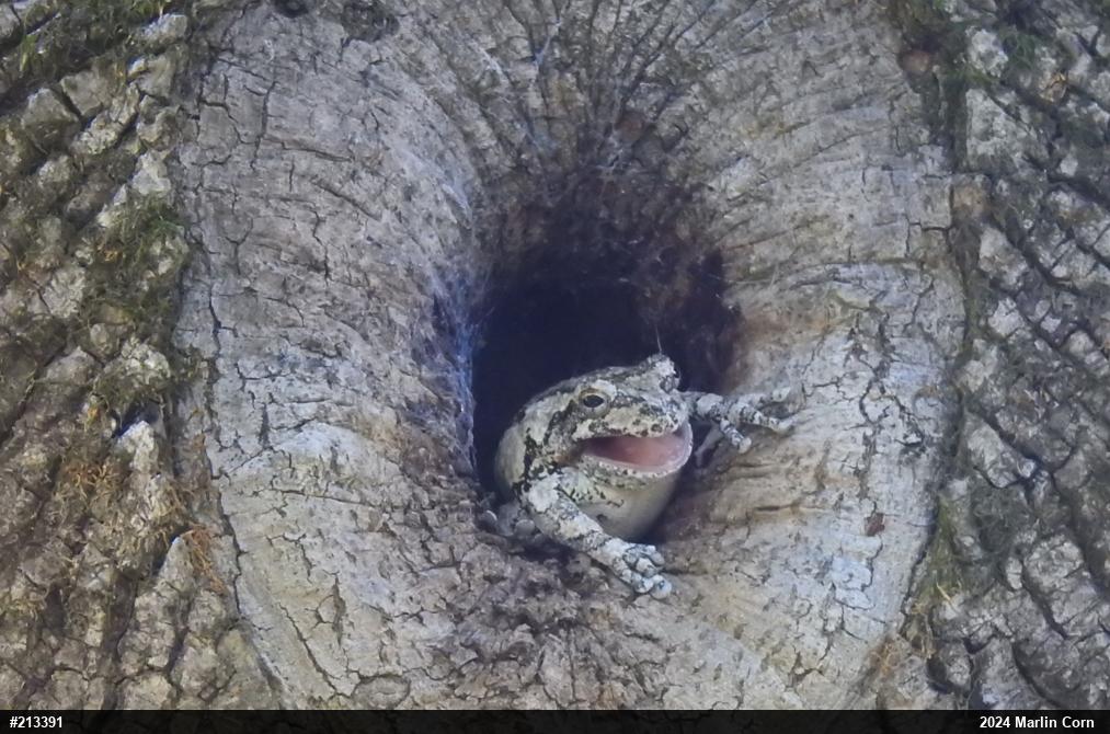 Unknown Gray Treefrog