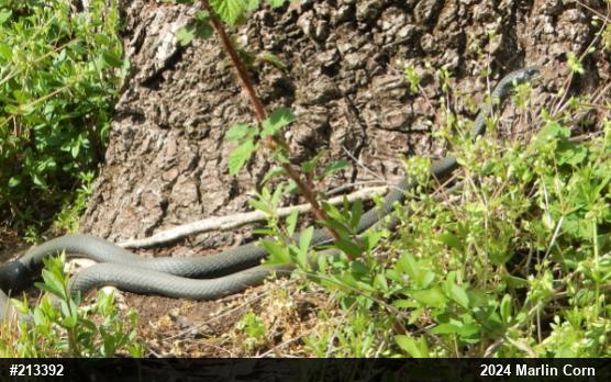 Northern Black Racer