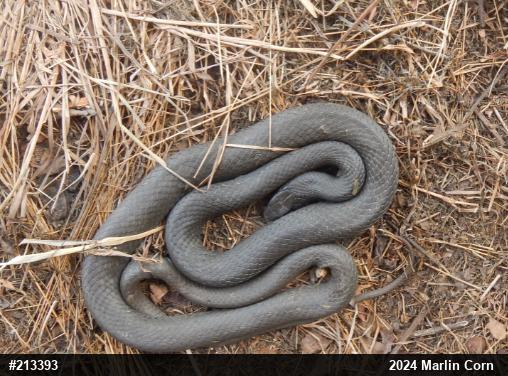 Northern Black Racer