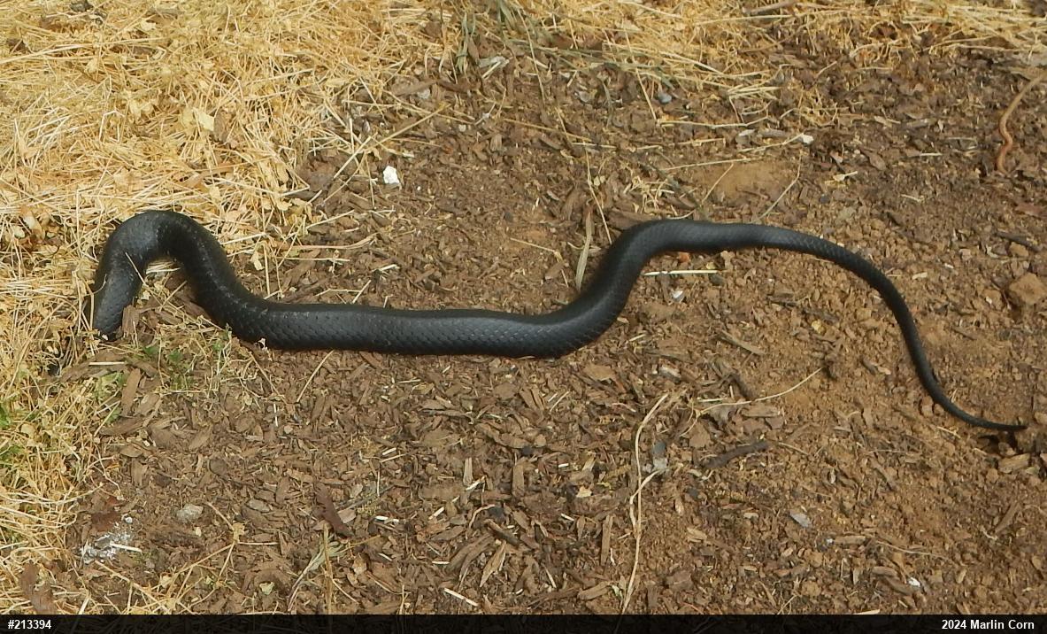 Northern Black Racer