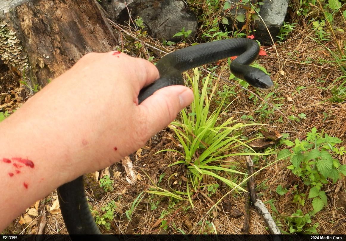 Northern Black Racer