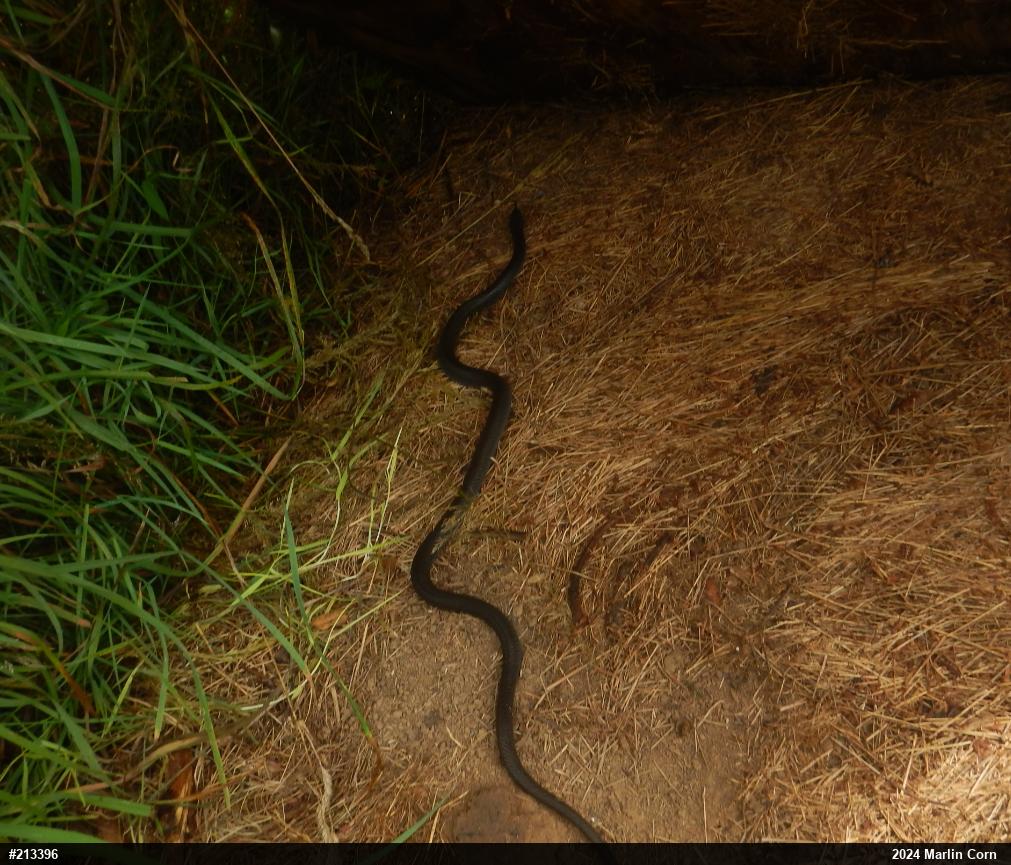 Northern Black Racer