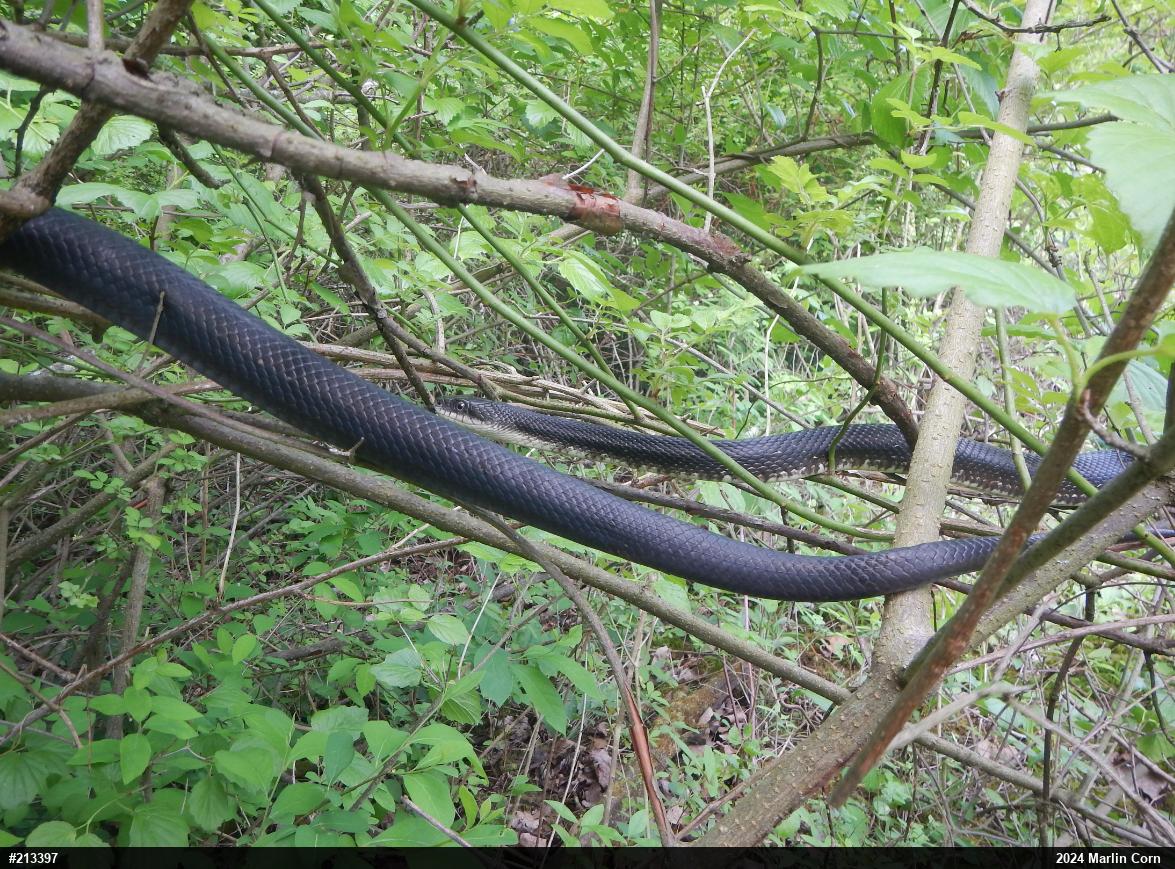Eastern Ratsnake