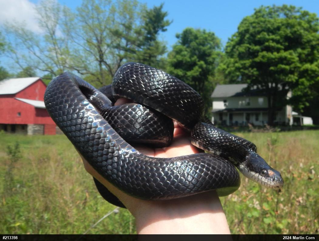 Eastern Ratsnake
