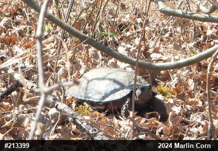 Wood Turtle