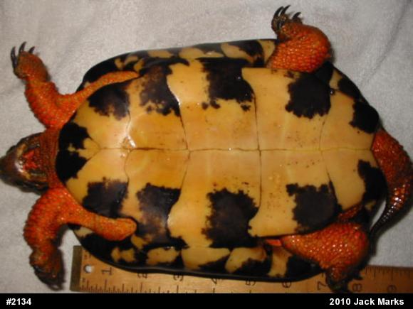 Wood Turtle