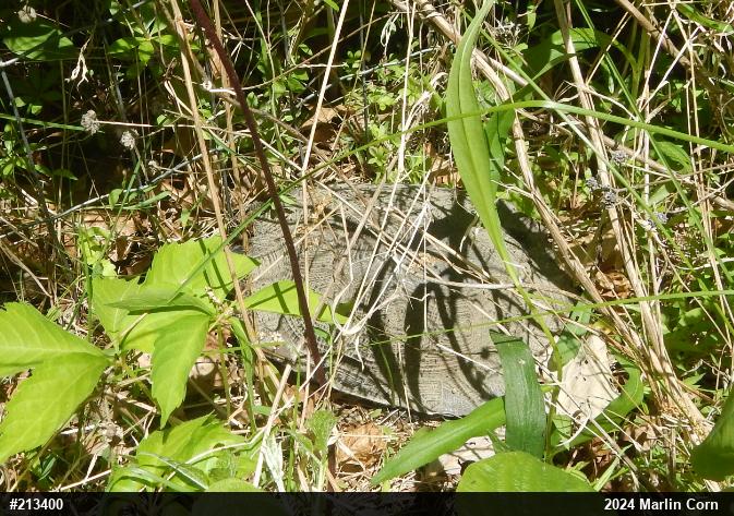 Wood Turtle