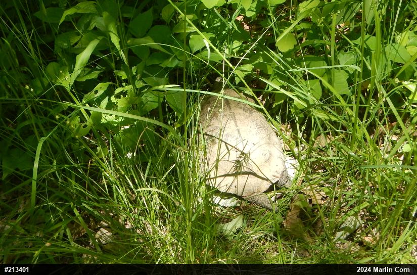 Wood Turtle