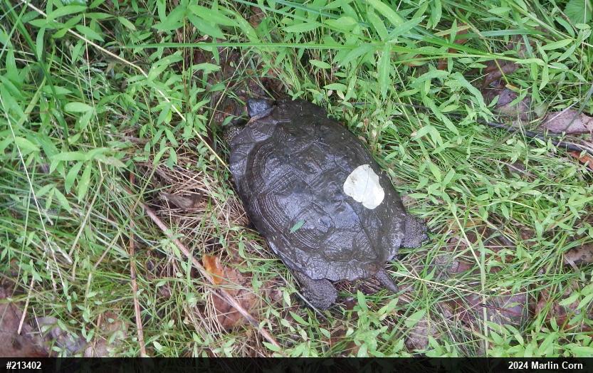 Wood Turtle