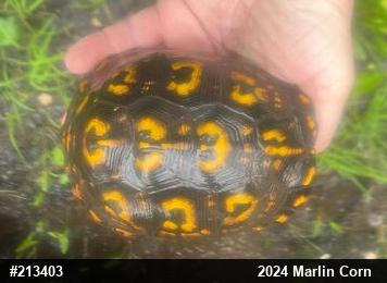 Eastern Box Turtle