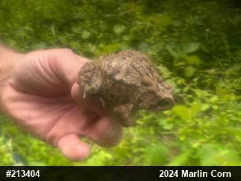 Eastern American Toad