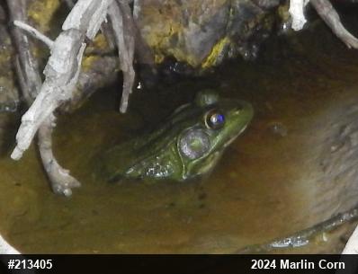Green Frog