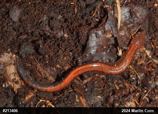 Eastern Red-backed  Salamander