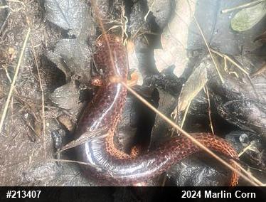 Northern Red Salamander
