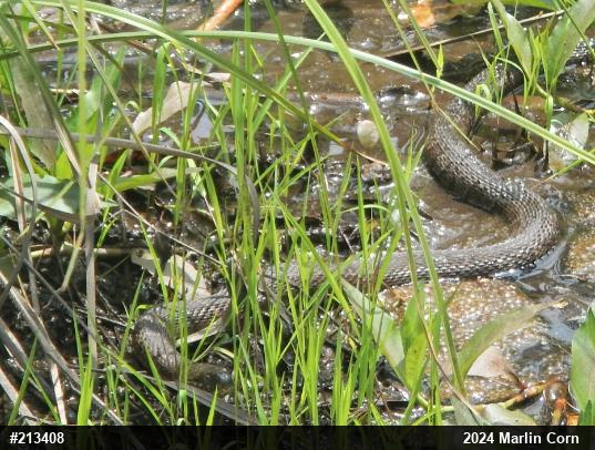 Northern Watersnake